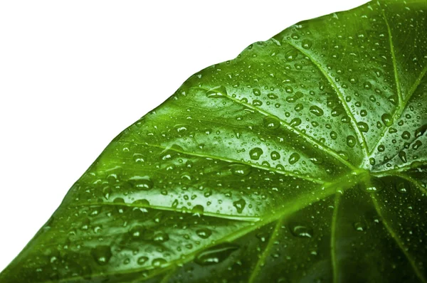 Πράσινο φύλλο με νερό πέφτει απομονωθεί σε λευκό — Φωτογραφία Αρχείου