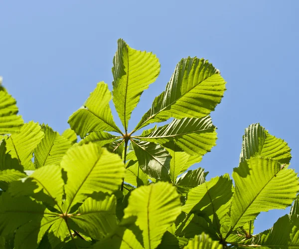 Grüne Blätter gegen blauen Himmel — Stockfoto