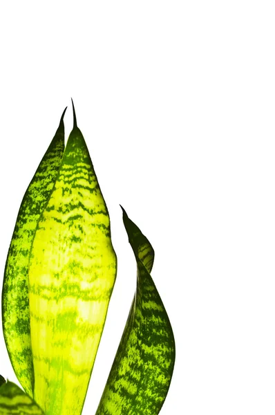 Зелене листя ізольоване на білому — стокове фото