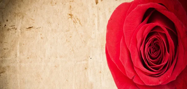 Grunge Hintergrund mit roter Rose — Stockfoto