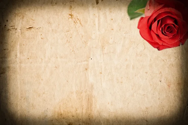 空 grunge 纸与红玫瑰 — 图库照片
