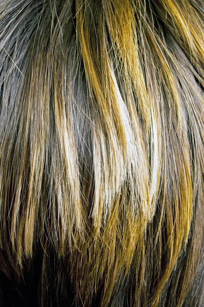 茶色の女性の髪 — ストック写真
