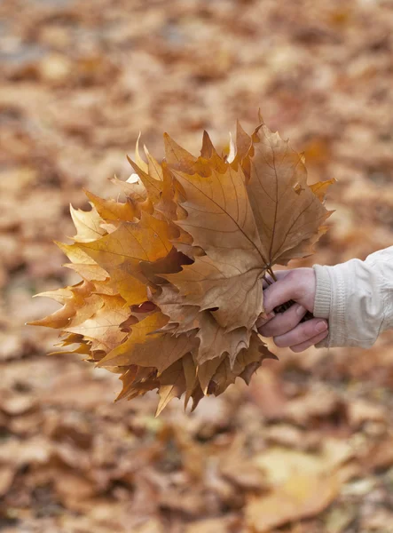 Ruka drží hromadu podzimních listů — Stock fotografie