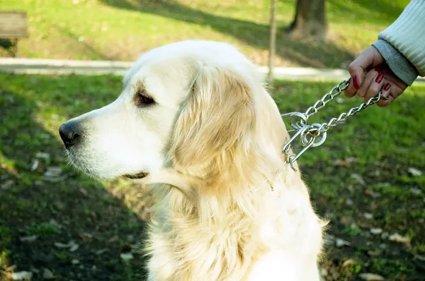 Donna che tiene il cane sulla catena — Foto Stock