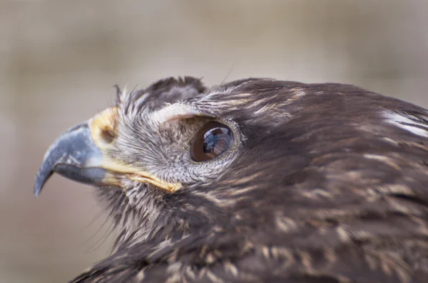 Ojo de halcón primer plano — Foto de Stock