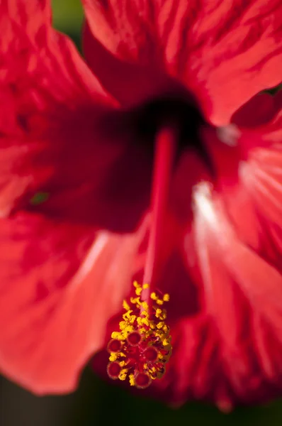 红芙蓉 (木槿 rosa) 的微距拍摄 — 图库照片