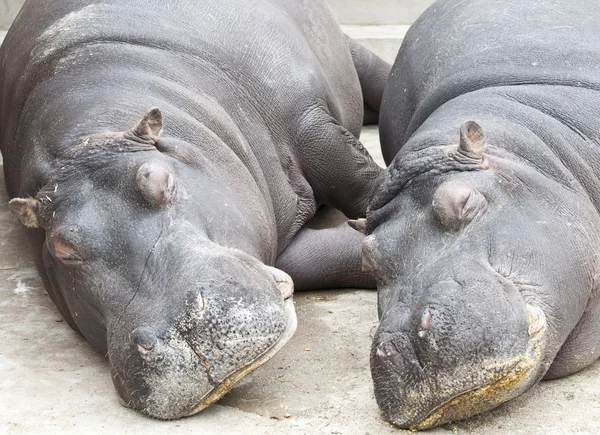 Hipopótamo pareja durmiendo — Foto de Stock