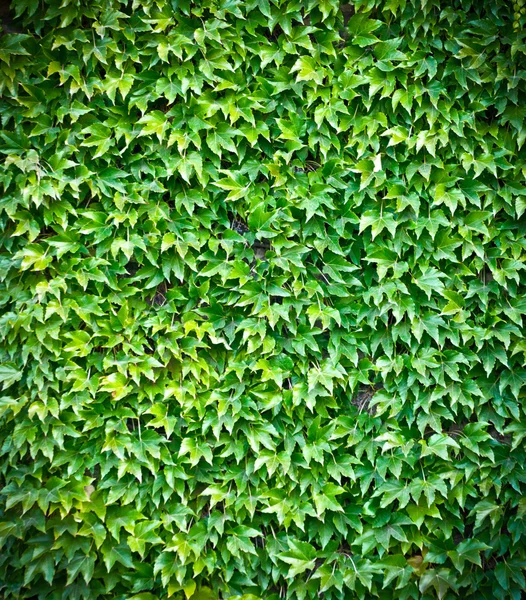 绿色的常春藤墙背景 — 图库照片