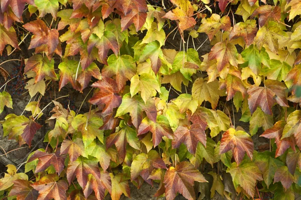 Ivy muur kleurrijke achtergrond — Stockfoto
