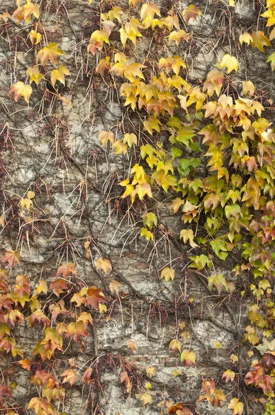 Kleurrijke ivy muur achtergrond — Stockfoto