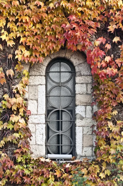 Buntglasfenster in einer Wand, die von bunten Efeublättern bedeckt ist — Stockfoto