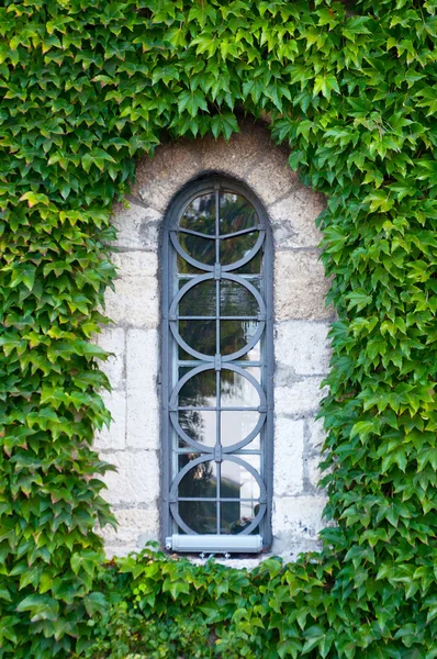 Efeumauer mit Hausfenster — Stockfoto