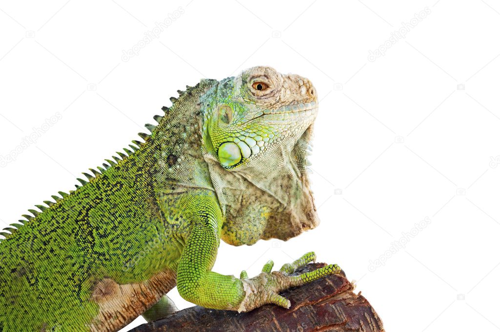 Green iguana on branch isolated on white