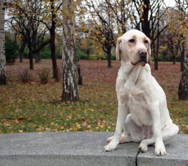 Labrador retriever sonbahar Park'ta poz