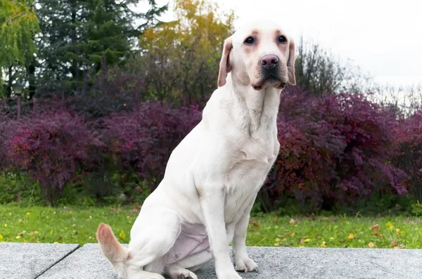 Labrador retriever posa — Foto Stock