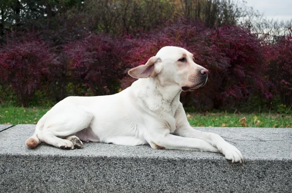 Retrato Labrador retriever — Fotografia de Stock