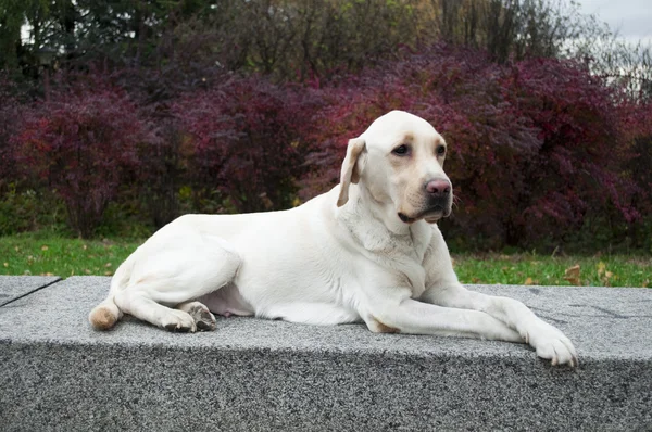 Labrador retriever vilar i park — Stockfoto