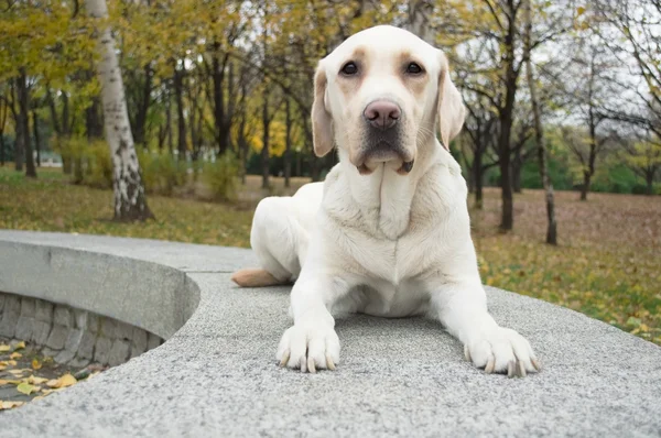Labrador retriever kameraya bakıyor — Stok fotoğraf