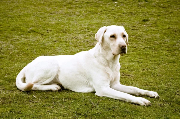 Labrador Retriever resting green field — Stock Photo, Image