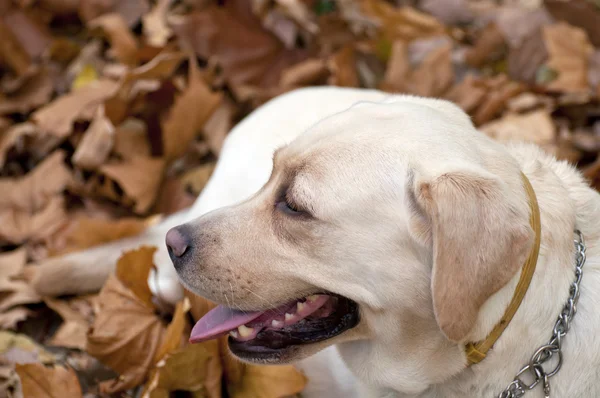 Labrador retriever στηρίζεται σε φύλλα — Φωτογραφία Αρχείου