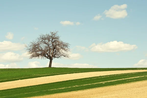 Samotne drzewo na pole — Zdjęcie stockowe