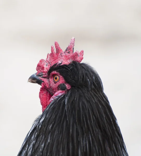 Black rooster profile close-up shot — Stock Photo, Image