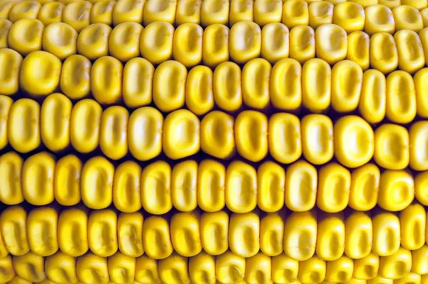 Kukuřice textury makro snímek — Stock fotografie