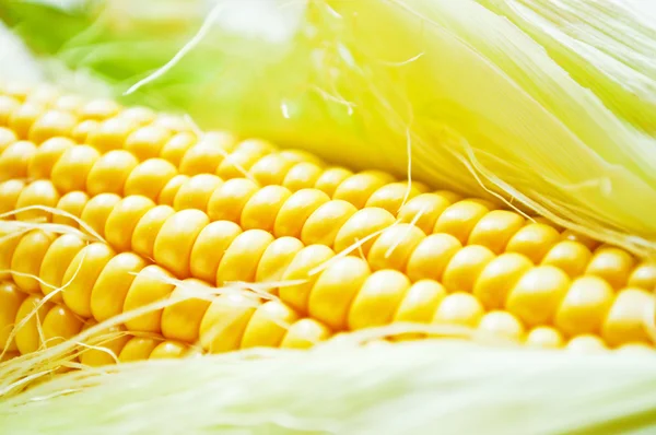 Čerstvé kukuřice makro snímek — Stock fotografie