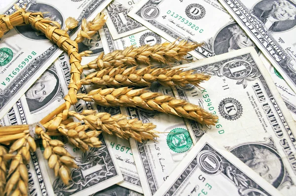 Пшеница и долларовая купюра крупным планом — стоковое фото