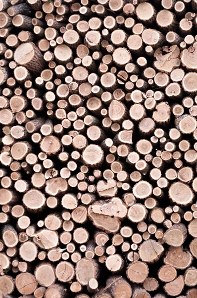 Fondo tronco madera —  Fotos de Stock