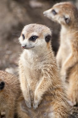 meerkat portre