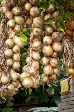 Bunch of garlic background clipart