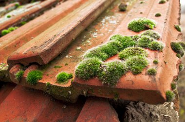 Moss on roof tiles clipart