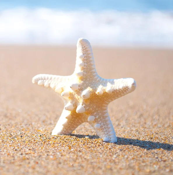 Invólucro de estrela do mar branco na areia — Fotografia de Stock