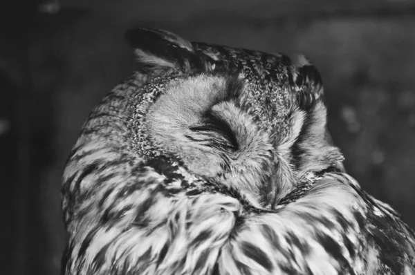 Owl close up — Stok fotoğraf