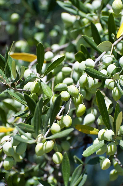 Oliven auf Olivenbaum — Stockfoto