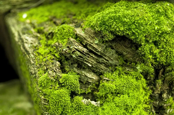 Moss makro çekim — Stok fotoğraf