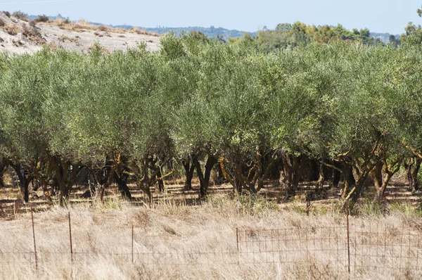 Aanplant van olijfbomen — Stockfoto