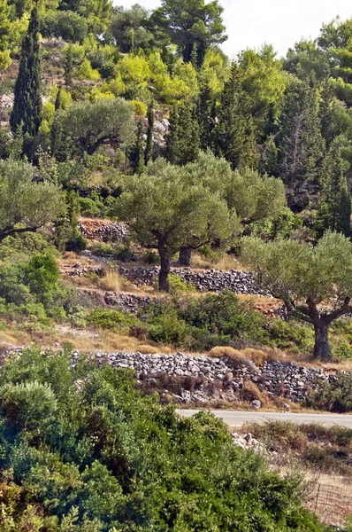 Ряды оливковых деревьев - плантация оливковых деревьев — стоковое фото