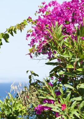 Bougainvillea çiçek