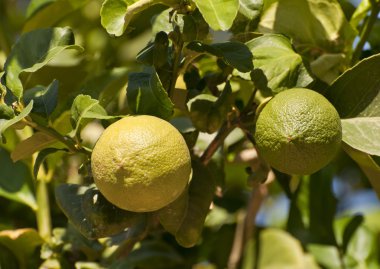 Ağaçtaki limon