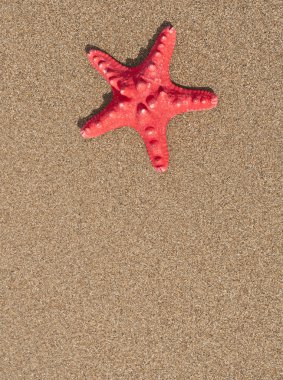 Red sea star kabuk kum zemin üzerine