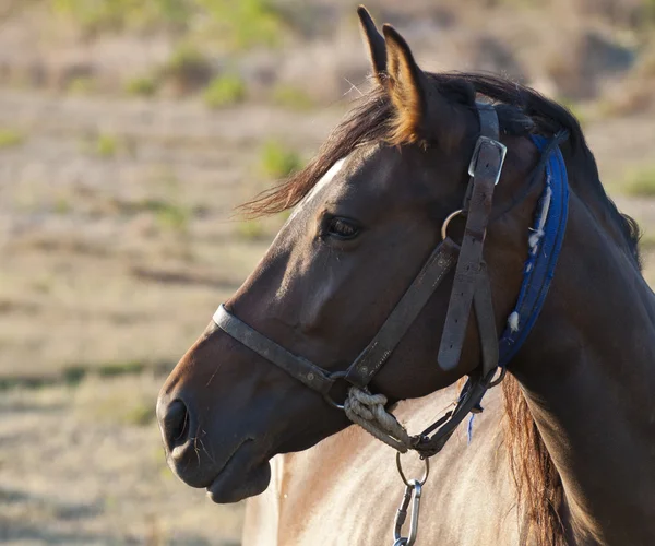 Profilo del volto del cavallo — Foto Stock