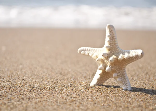 Tropikal kum plajı üzerinde beyaz deniz yıldızı — Stok fotoğraf