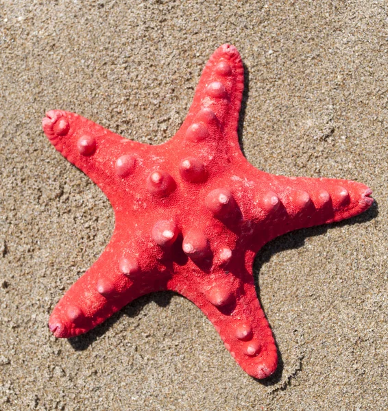 Étoile de mer rouge sur sable — Photo