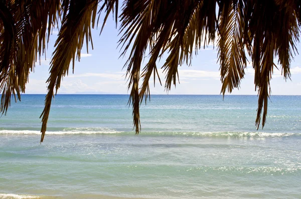 Palm lämnar mot hav och himmel — Stockfoto