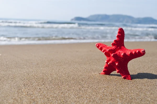 Cáscara estrella roja en playa de arena tropical —  Fotos de Stock