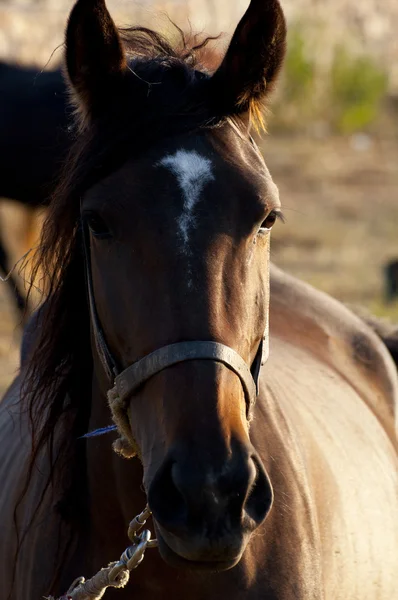 Retrato de caballo —  Fotos de Stock