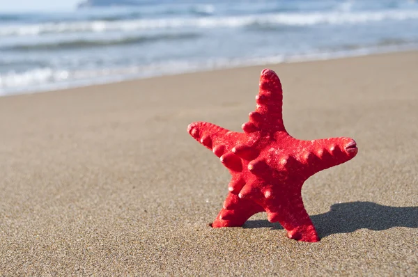 Estrella de mar roja en la playa - Concepto de vacaciones —  Fotos de Stock