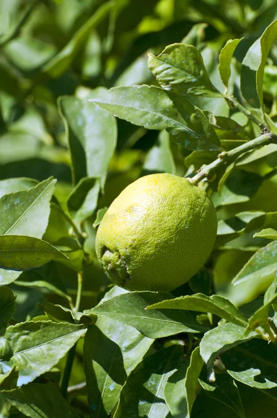 木の上の新鮮な緑のレモン — ストック写真